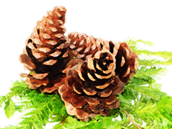 pines cones